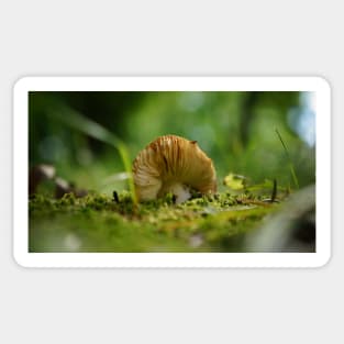 Mushroom Belly in the Green Moss Sticker